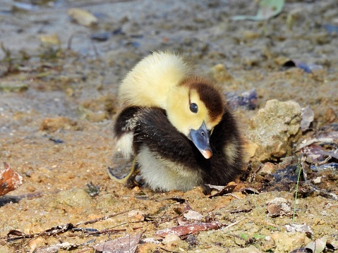 Muscovy Duck - young duck