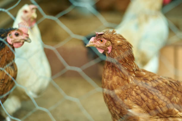 istock Farm birds locked behind the mesh 2089464762