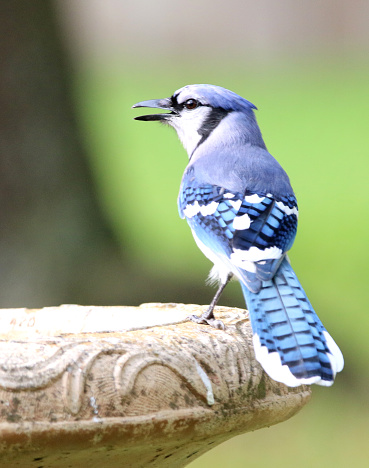 a blue jay perched on the edge of a birdbath
