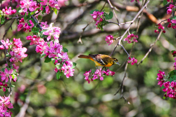 istock Female Baltimore Oriole with crabapple blossoms 2089469438