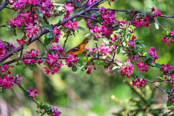 Female Baltimore Oriole with crabapple blossoms