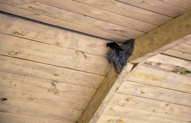 istock Swallow's nest under a wooden roof. 2089472281