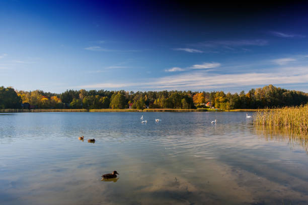Autumn lake on a quiet, sunny day water mirror Poland, Podlasie