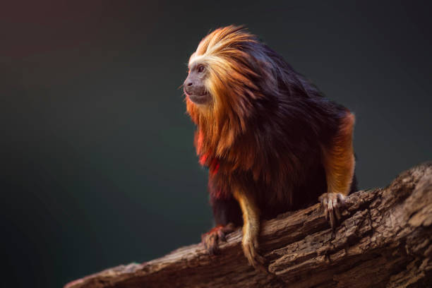 Leontopithecus rosalia, native to the Brazilian Rainforest.
