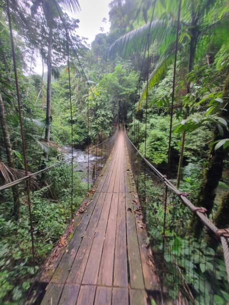 istock Walk through the forest with bridge crossing. 2089491254