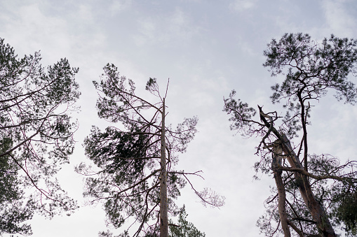 Broken tree tops of pine trees on sky background