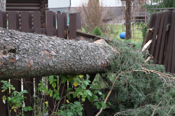 istock Hurricane wind broke a huge tree near the house 2089514788