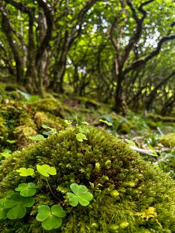 DOF, CLOSE UP: Wood sorrel growing on a pile of moss on the wild forest floor. Beautiful vibrant leaves of green clover thriving among mossy undergrowth. Rich biodiversity in lush Scottish woodlands.