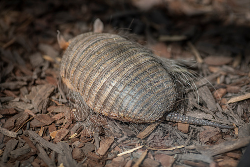 A Nine-banded Armadillo,Dasypus novemcinctus, saunters along on the crest of a small hill.