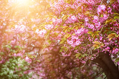 Fresh pink flowers of Sakura growing in the garden, natural spring Easter outdoor background