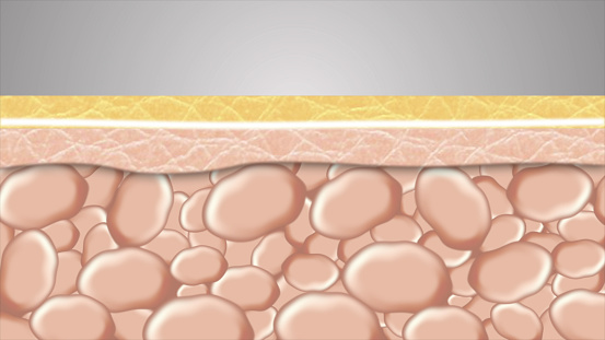 Layers of the skin cells, Cell structure layer.