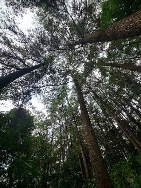 istock Vertical low angle shot of tall pine trees growing in the forest 2089550983