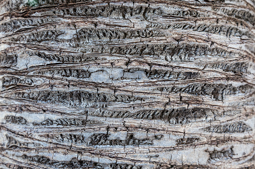 Palm tree trunk close-up. Dry bark on the trunk. The texture of the trunk of a palm tree.