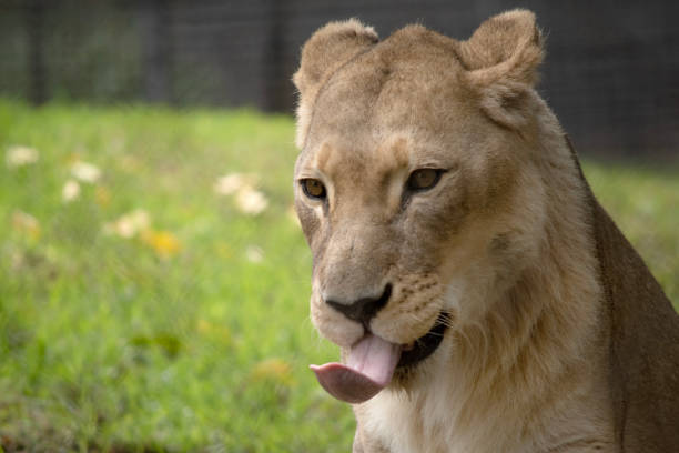 Portrait of a male lion