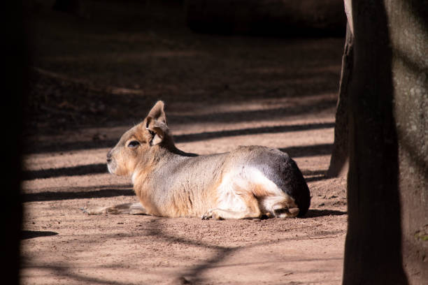 Capybara lying in city zoo