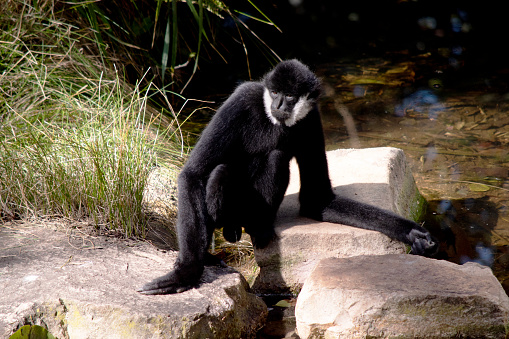the male white cheeked gibbon has a black body and white around his cheeks