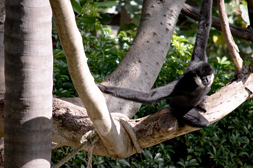 the male white cheeked gibbon has a black body and white around his cheeks