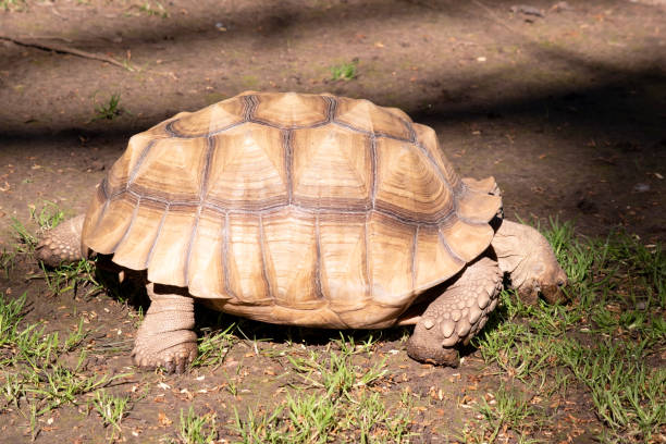 istock this is a side view of a Aldabra Tortoise 2089573121