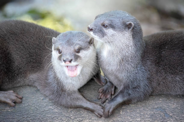 The Otter is looking at something with suspicion.
