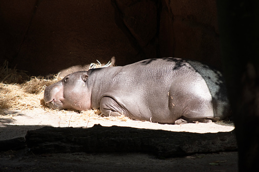 Pygmy Hippos are large semi-aquatic mammals, with a large barrel-shaped body, short legs, a short tail and an enormous head