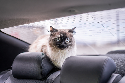Cat Roadtrip with a Cat Kitty Freedom Car No Seat Belt Cat Outside of Carrier