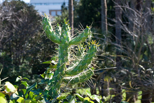 Pricly Pear Wild Green Succulent Cactus Near The Ocean