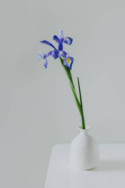 istock Beautiful Iris flower in a vase on a light grey background. Minimal concept. 2089634634