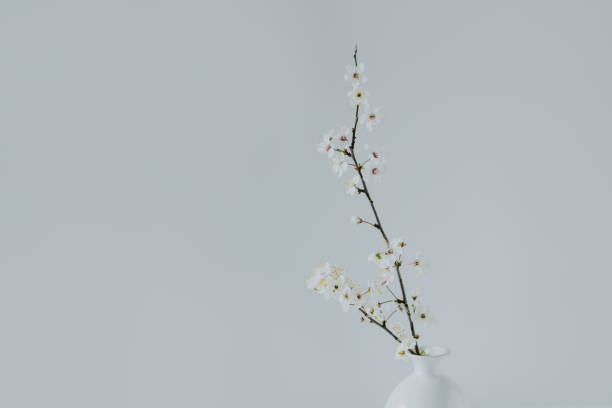 istock Beautiful blossom branches in a vase on a light grey background. Spring minimalistic concept. 2089634636