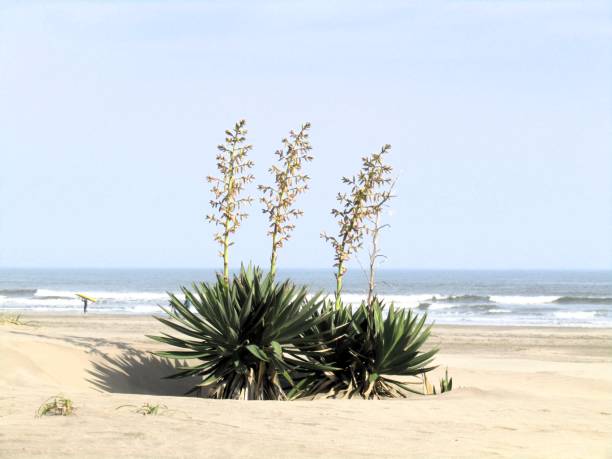 November. Boso peninsula, Chiba prefecture.