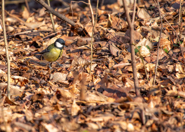 istock Great Tit (Parus major) - Widespread across Europe & Asia 2089653252