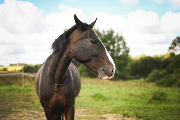 Horse grazing in a pasture