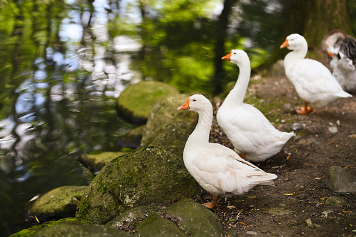domestic geese standing near a lake.