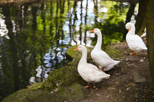 Goose at river bank.