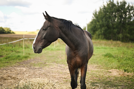 Horse grazing side view portrait.