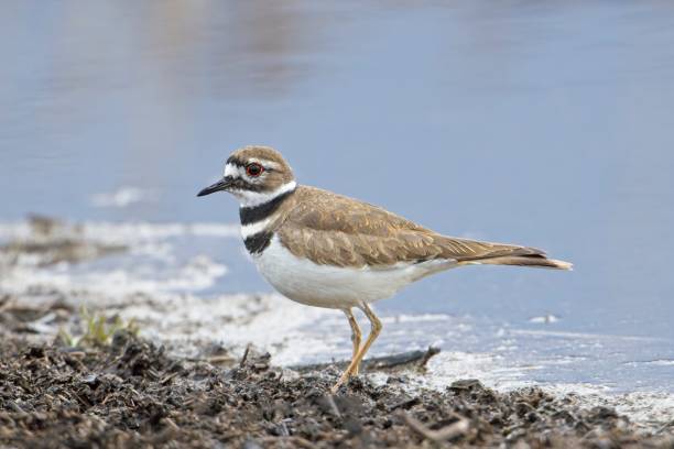 istock Cute killdeeer bird by the water. 2089661392