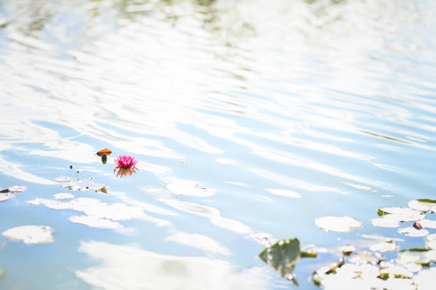 Nymphaea tetragonaピンク、池の睡蓮。