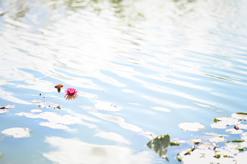 Nymphaea tetragona pink