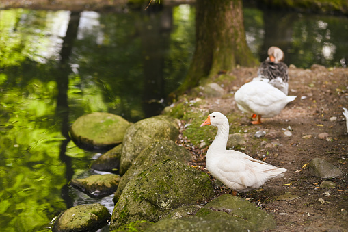 domestic geese near water.