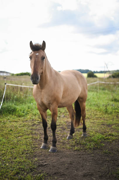 Horse in Morning Meadow