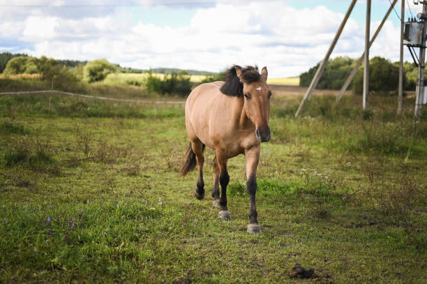 istock Young horse in pasture in a lawn. 2089662483