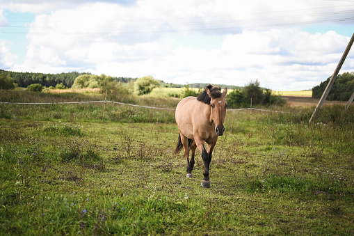 Young horse walking on a meadow.