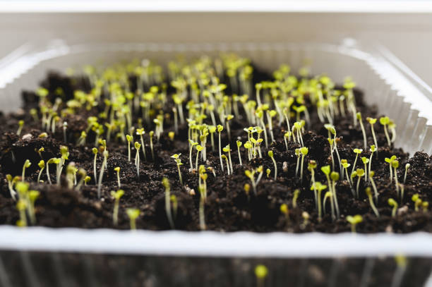 front view of a microgreen in plastic tray.