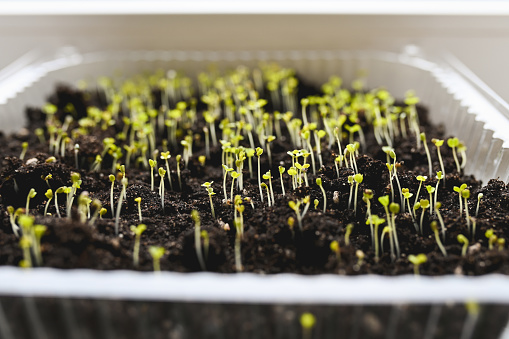 front view of a microgreen in plastic tray.