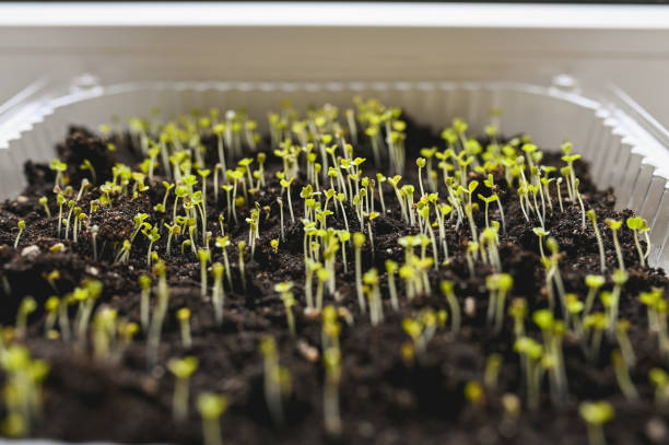 Growing greens at home. Seedling care