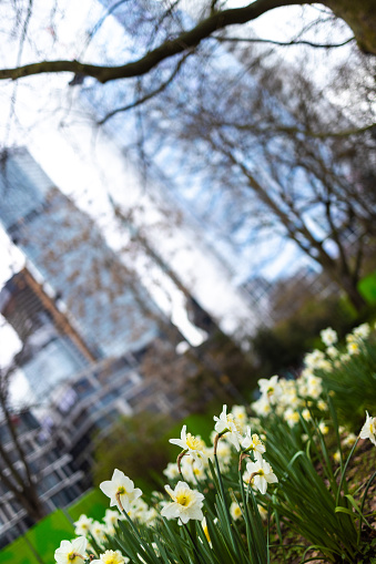 spring in the city blur background perpendicular