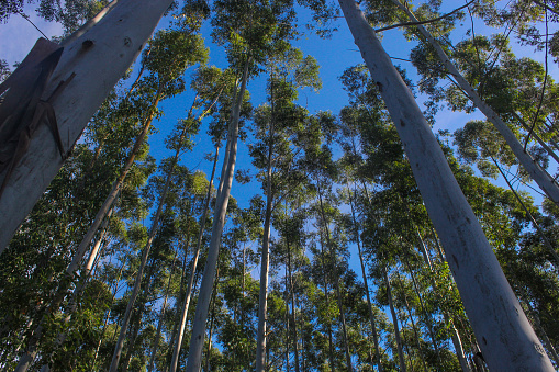 Sky seen from below through the treetops in a eucalyptus plantation.