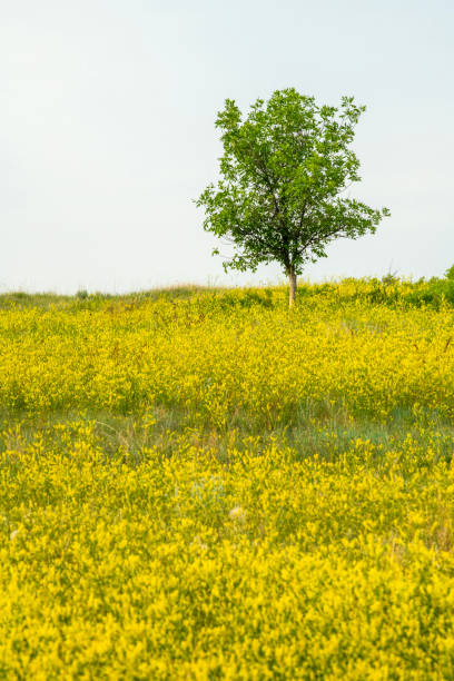 Green field with yellow flowers. Blue evening sky. The background is heavily blurred. There is space for text.