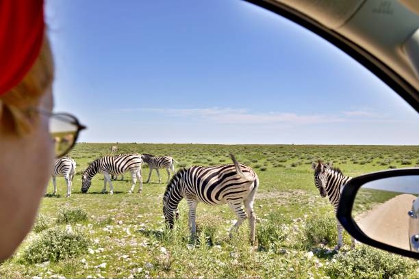 istock Group of zebras in the wilderness 2089674363