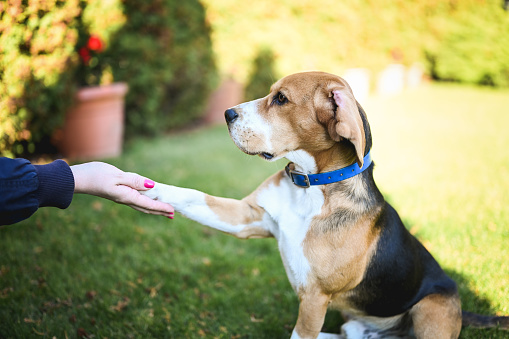 Portrait of a beagle giving paw to an owner.