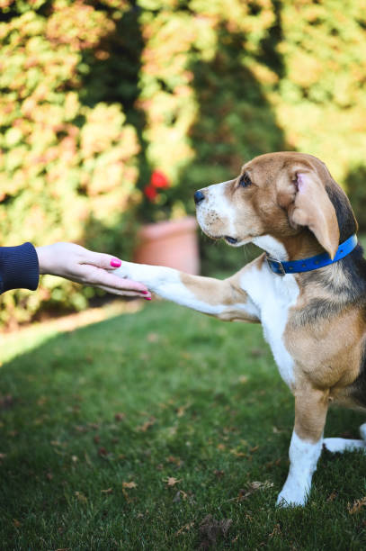 istock Dog giving paw to pet owner. 2089675906